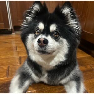 UMLISTED SHOW ITEM 5